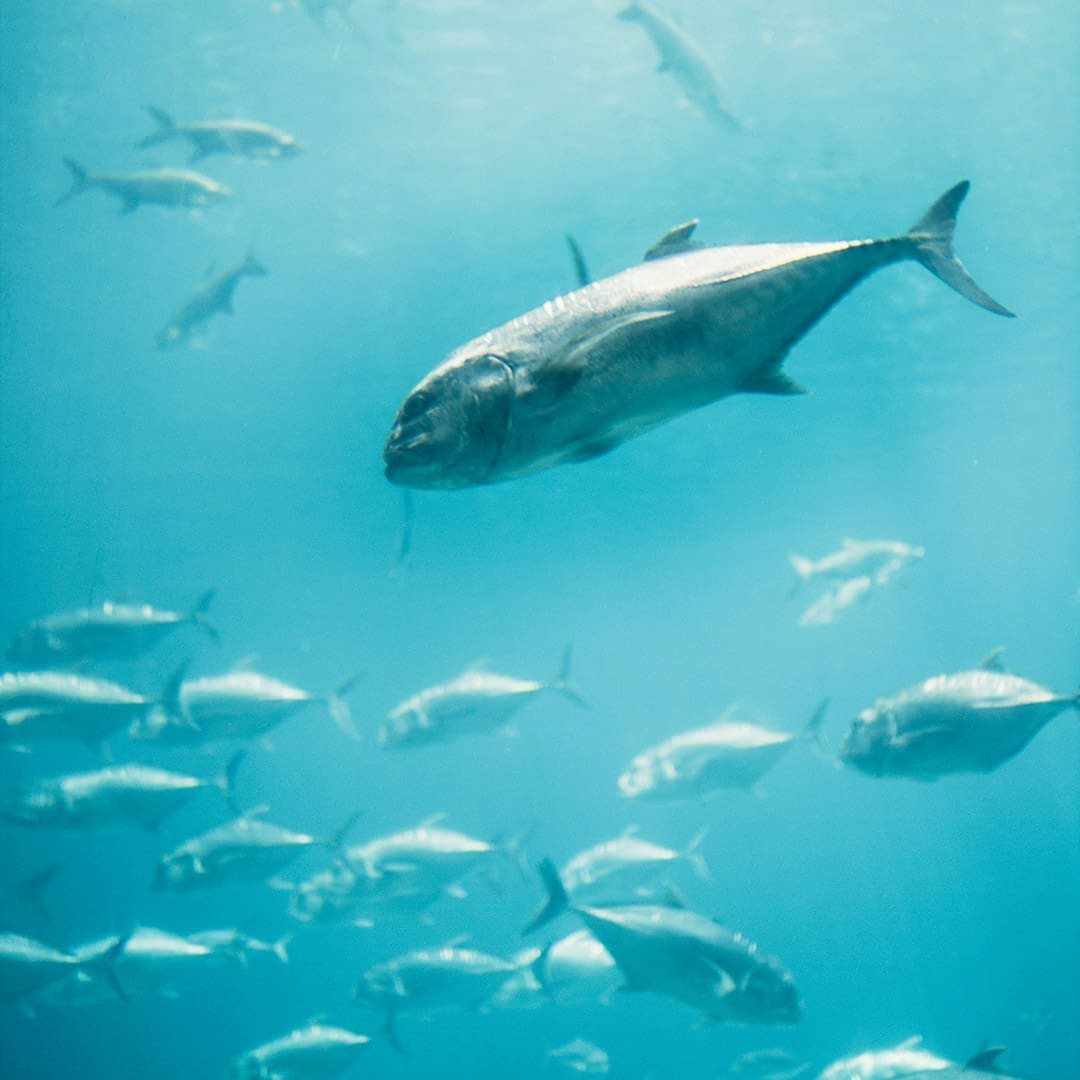 proteger atun en mexico