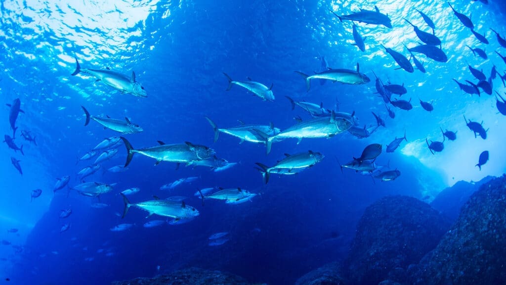 ¿Qué medidas se están tomando para proteger al atún en México?