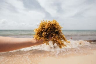 Caribe Circular: la gran alianza para transformar el sargazo