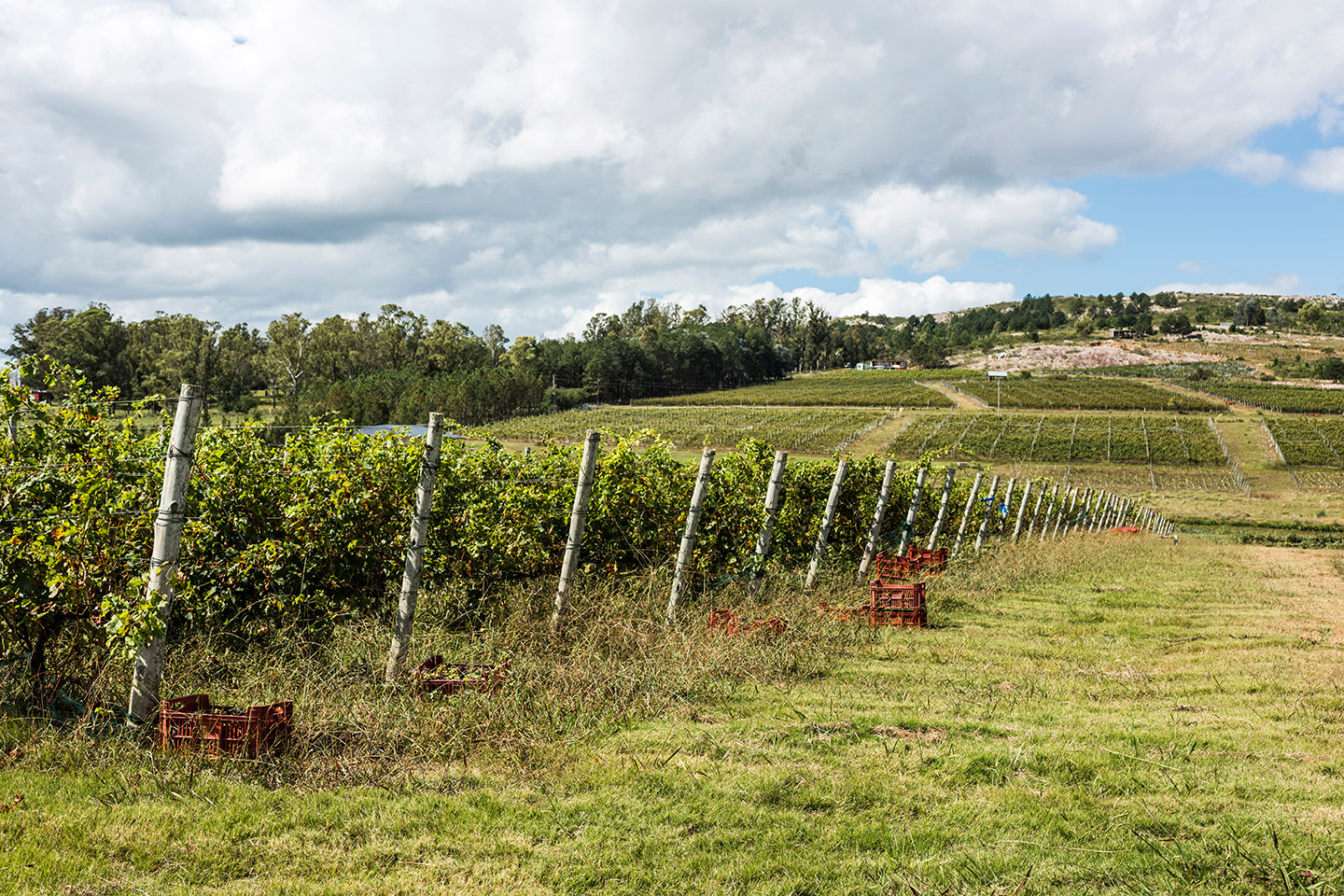 uva_Tannat_1