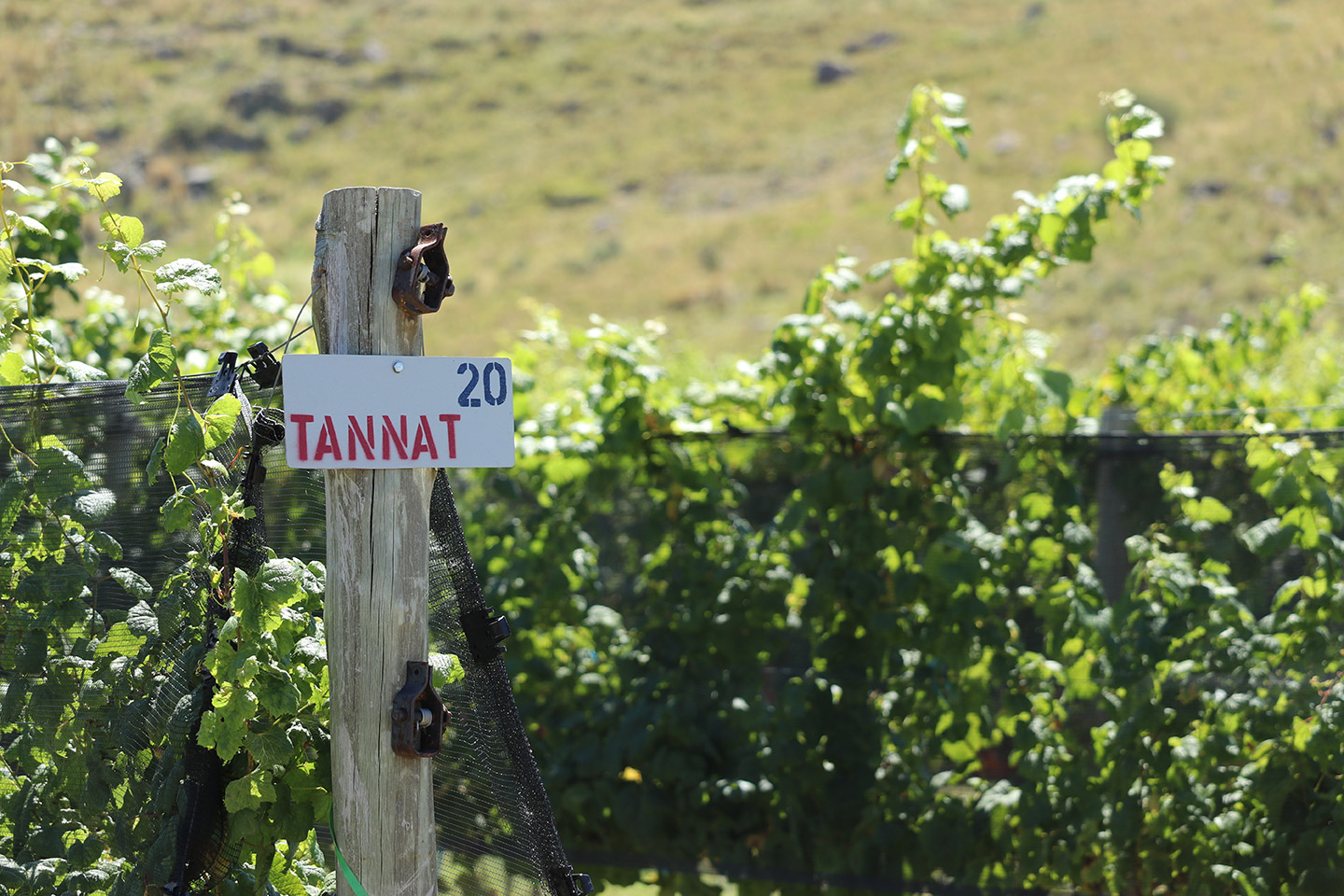 uva_Tannat_2 Va mejor con platillos fuertes.