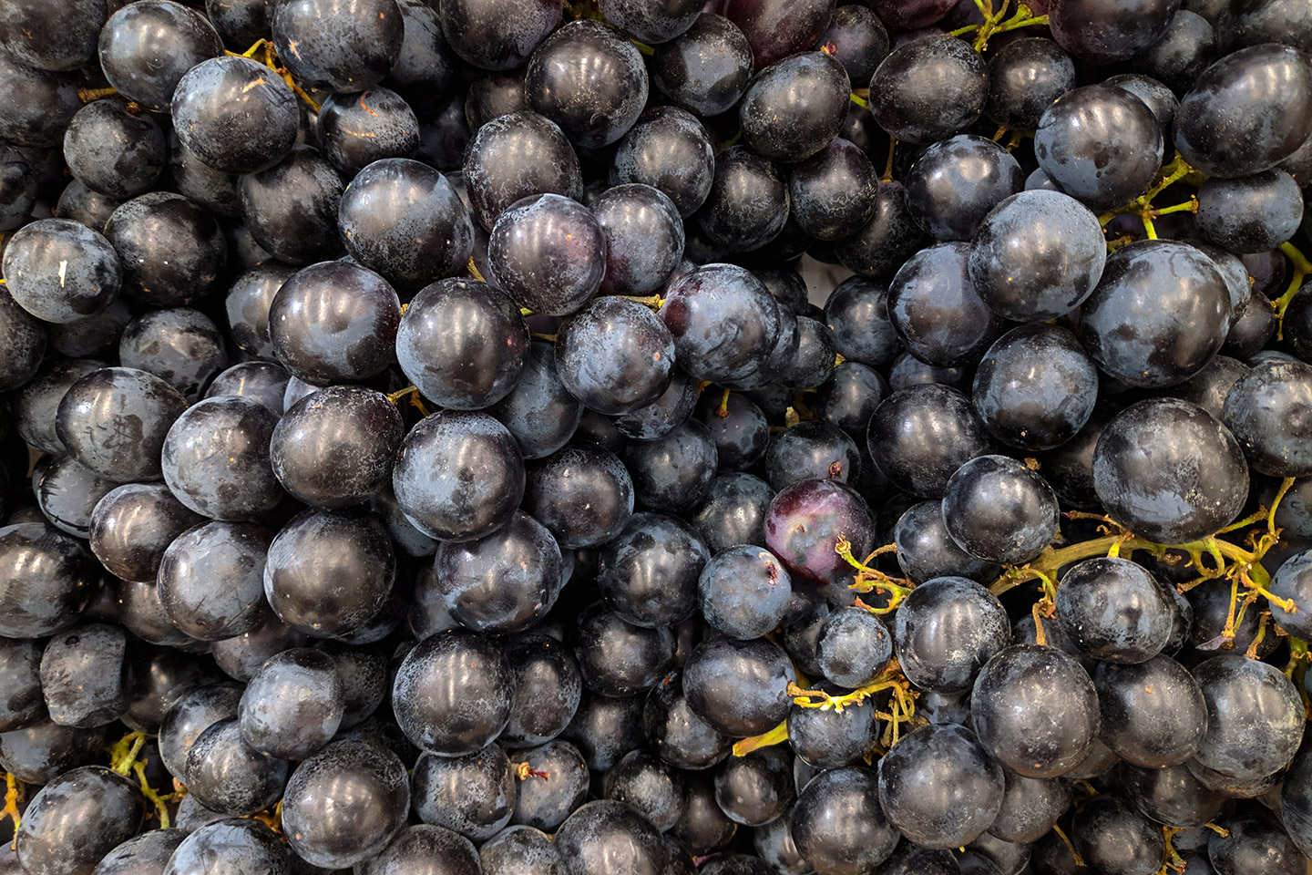 uva_Tannat_3 Es la uva emblemática de Uruguay.