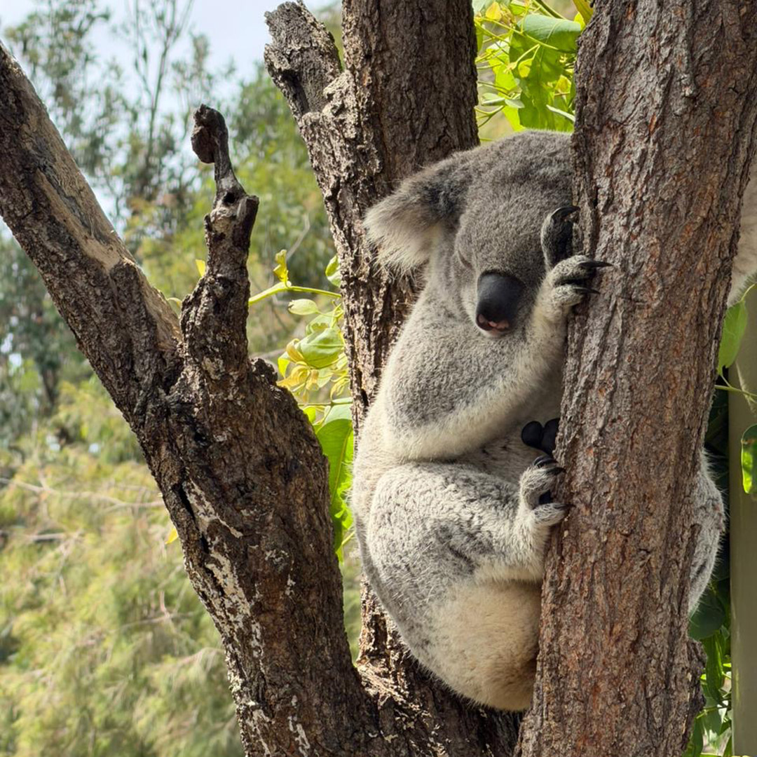 viaje a Australia