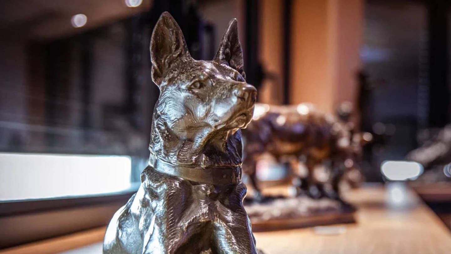París_AM_Musée_du_Chien lugares para visitar en París