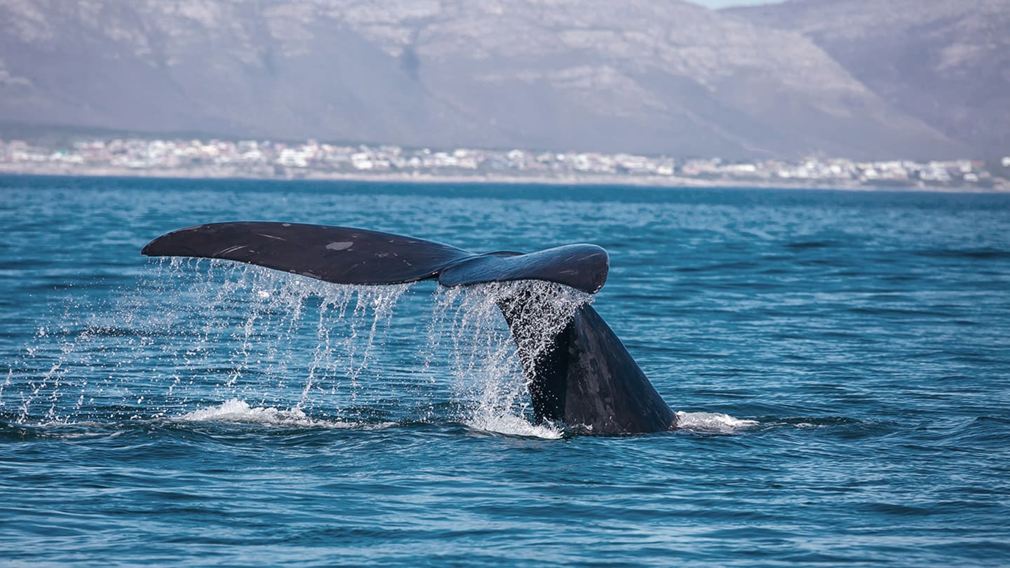 Hermanus.