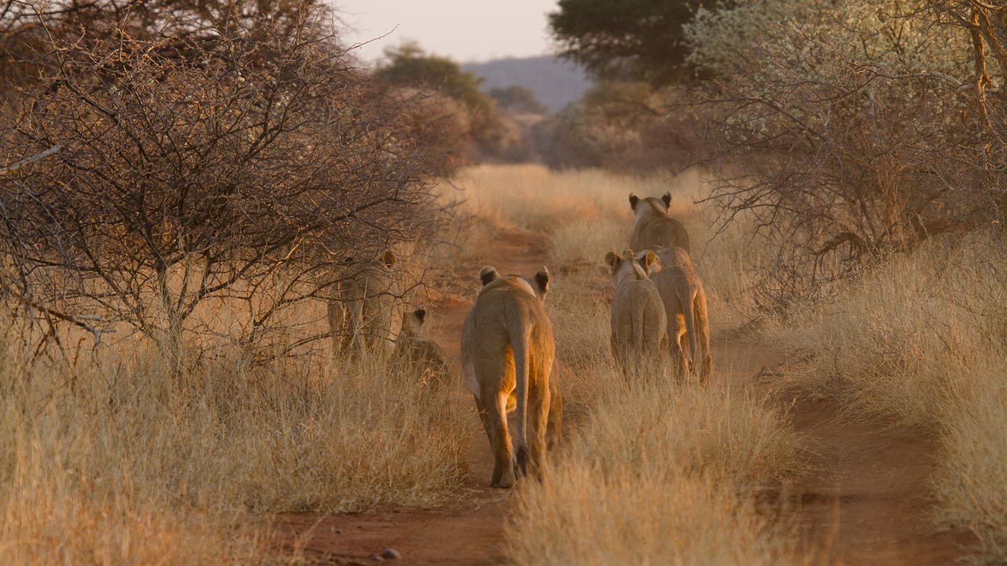 Madikwe Game Reserve.