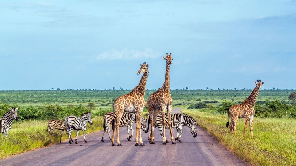 El encanto de Sudáfrica: una guía entre safaris, viñedos  y naturaleza