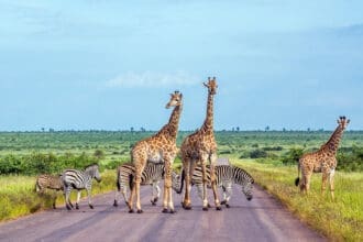 El encanto de Sudáfrica: una guía entre safaris, viñedos  y naturaleza