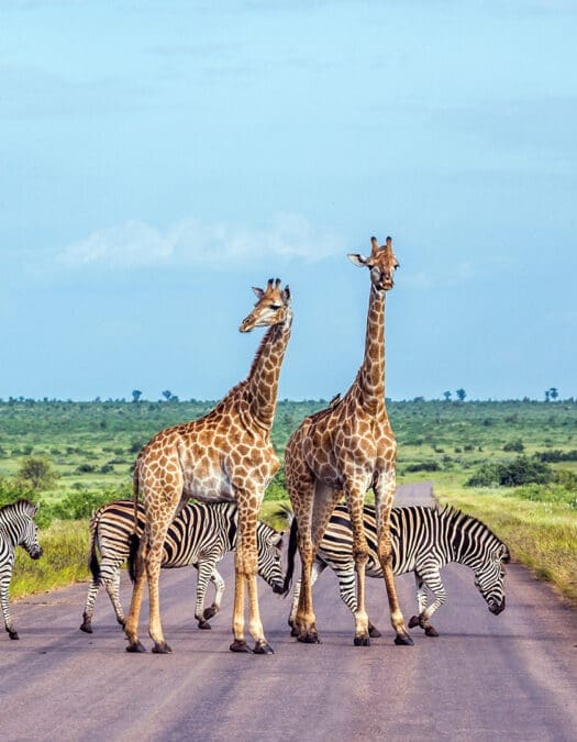 El encanto de Sudáfrica: una guía entre safaris, viñedos  y naturaleza