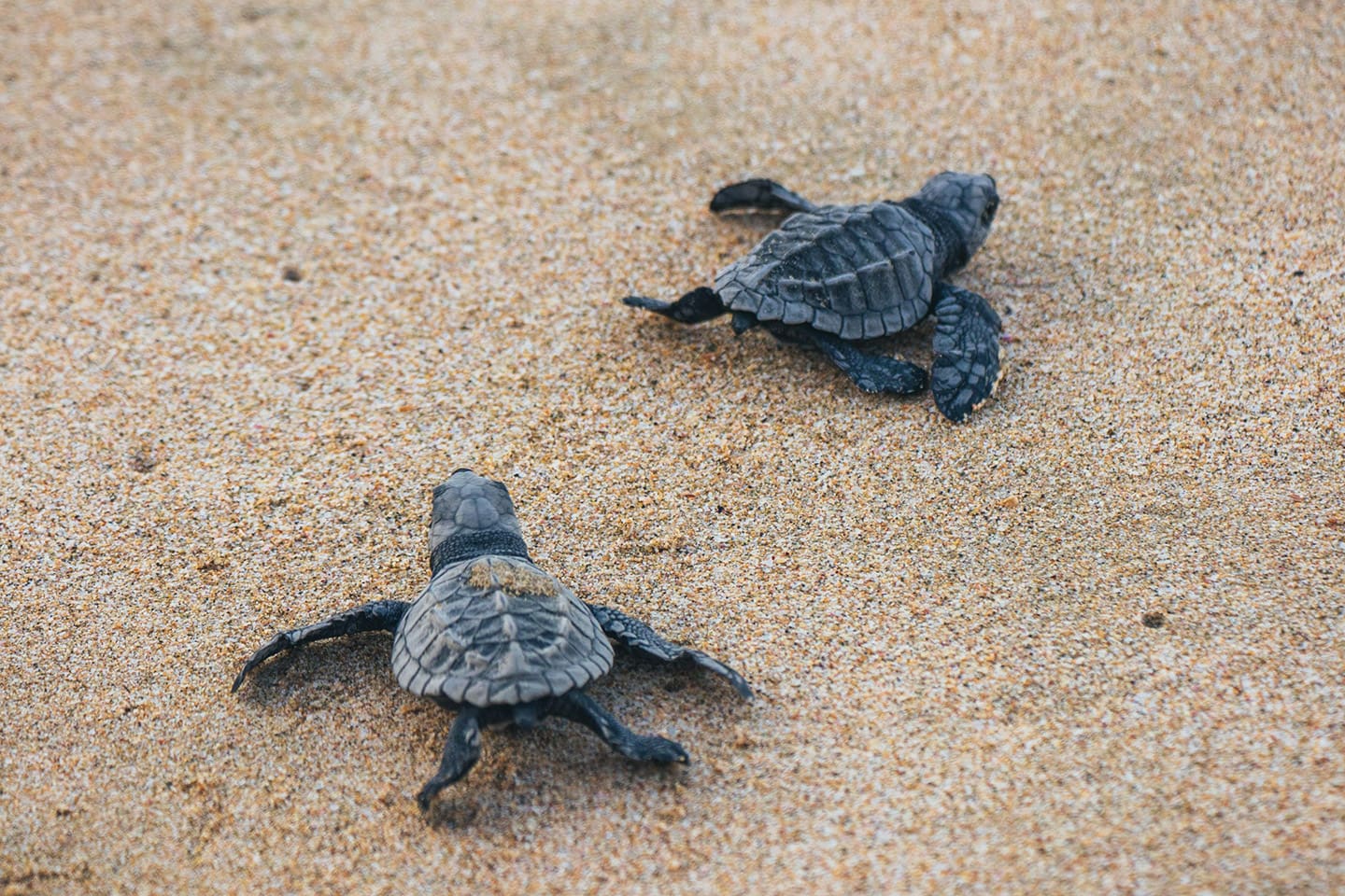 curiosidades_tortugas_intro curiosidades tortugas marinas
