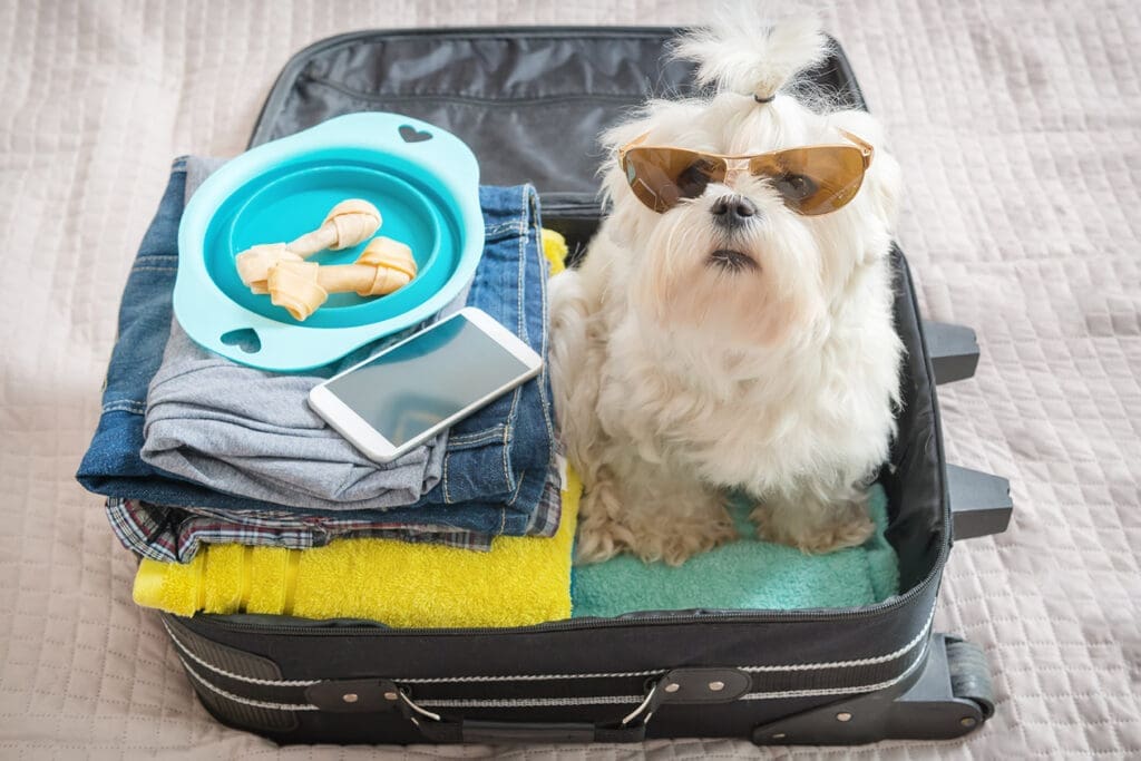 road trips con mascotas