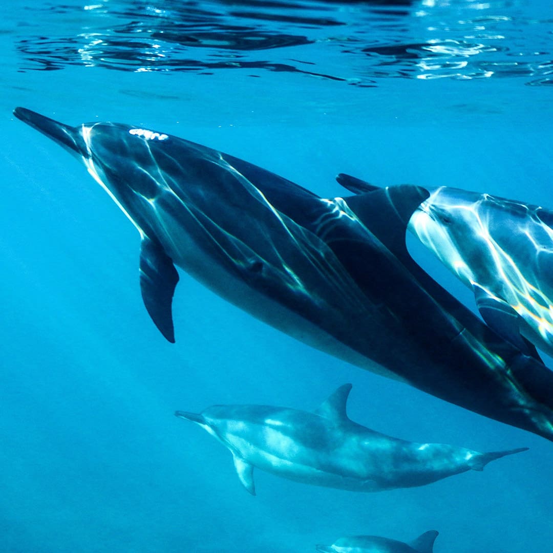 seafari_conservación_ seafari