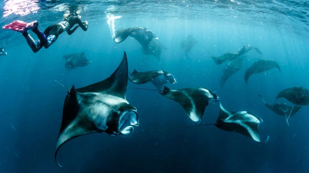 5 (muy buenos) motivos para animarte a hacer un seafari
