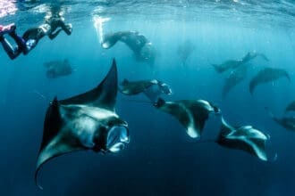 5 (muy buenos) motivos para animarte a hacer un seafari