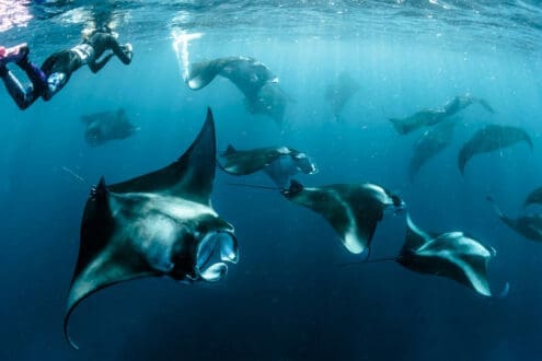 5 (muy buenos) motivos para animarte a hacer un seafari