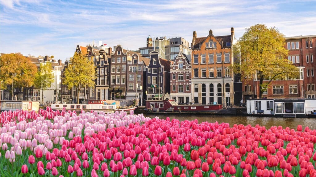 Todo lo que debes saber sobre los tulipanes en Países Bajos
