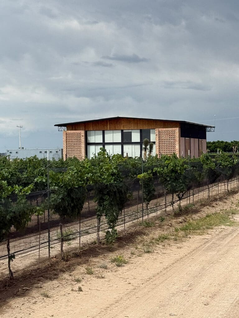 Casa Naufrago, viñedo en Parras