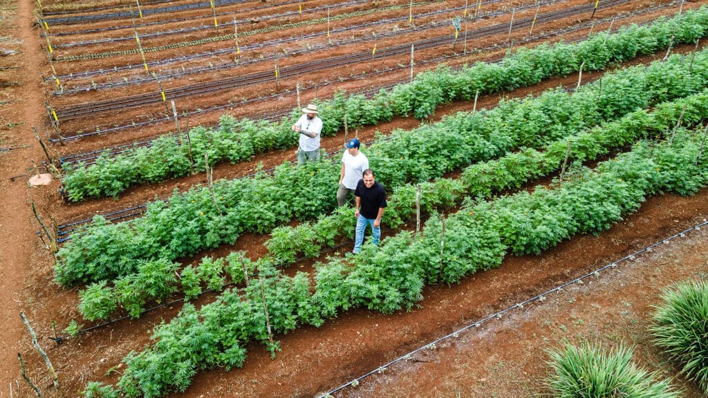 Fincas Slow Food: qué son y cuáles existen en México