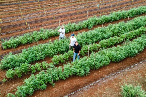 Fincas Slow Food: qué son y cuáles existen en México