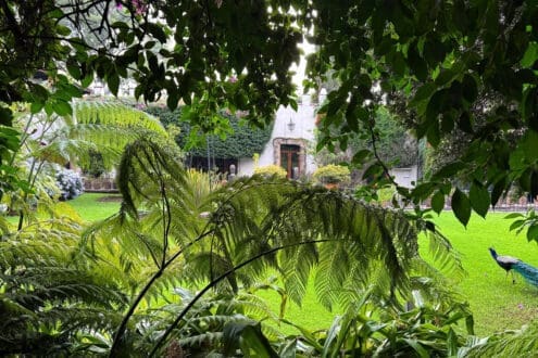 Museo Dolores Olmedo: lo que debes saber de su reapertura