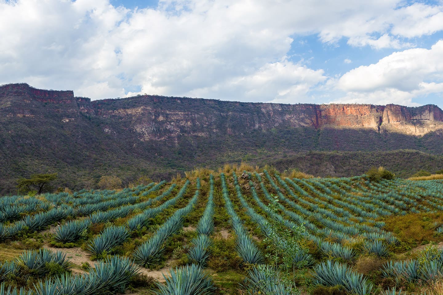 Campos de agave que rodean Tequila, Amatitán y El Arenal.