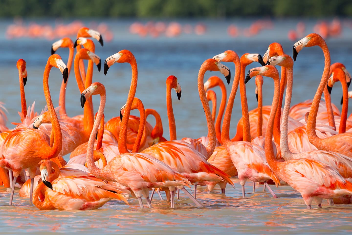 Turismo_aventura_Celestún Planes de turismo de aventura y naturaleza que conocimos en ATMEX 2026