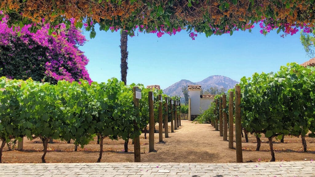 Santa Rita: la viña chilena coronada como la mejor del mundo