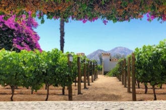 Santa Rita: la viña chilena coronada como la mejor del mundo