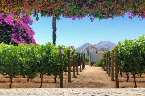 Santa Rita: la viña chilena coronada como la mejor del mundo