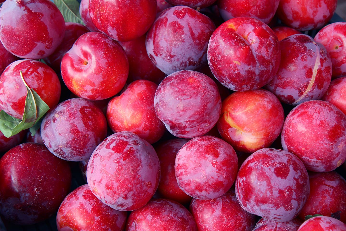 ciruela mexicana