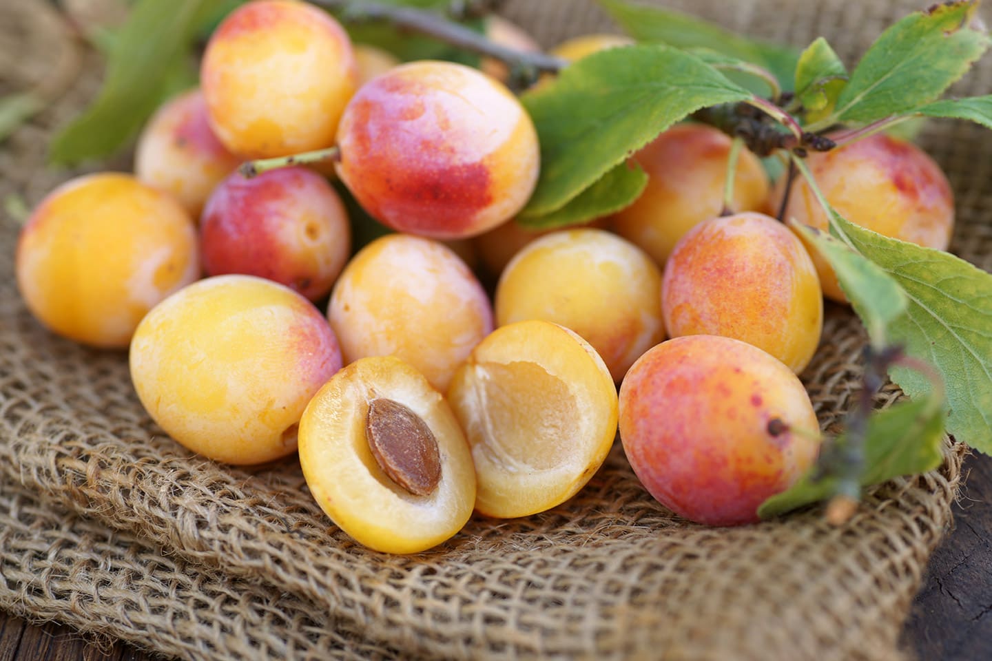 ciruela mexicana