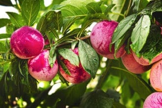 Beneficios, tipos y usos: te presentamos la ciruela mexicana