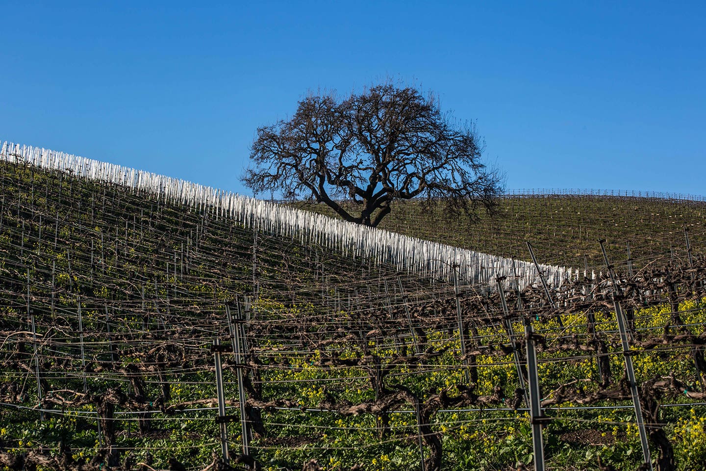 sustentabilidad_California_wines_1_Santa_bar La cuarta región vitivinícola más grande a nivel global.