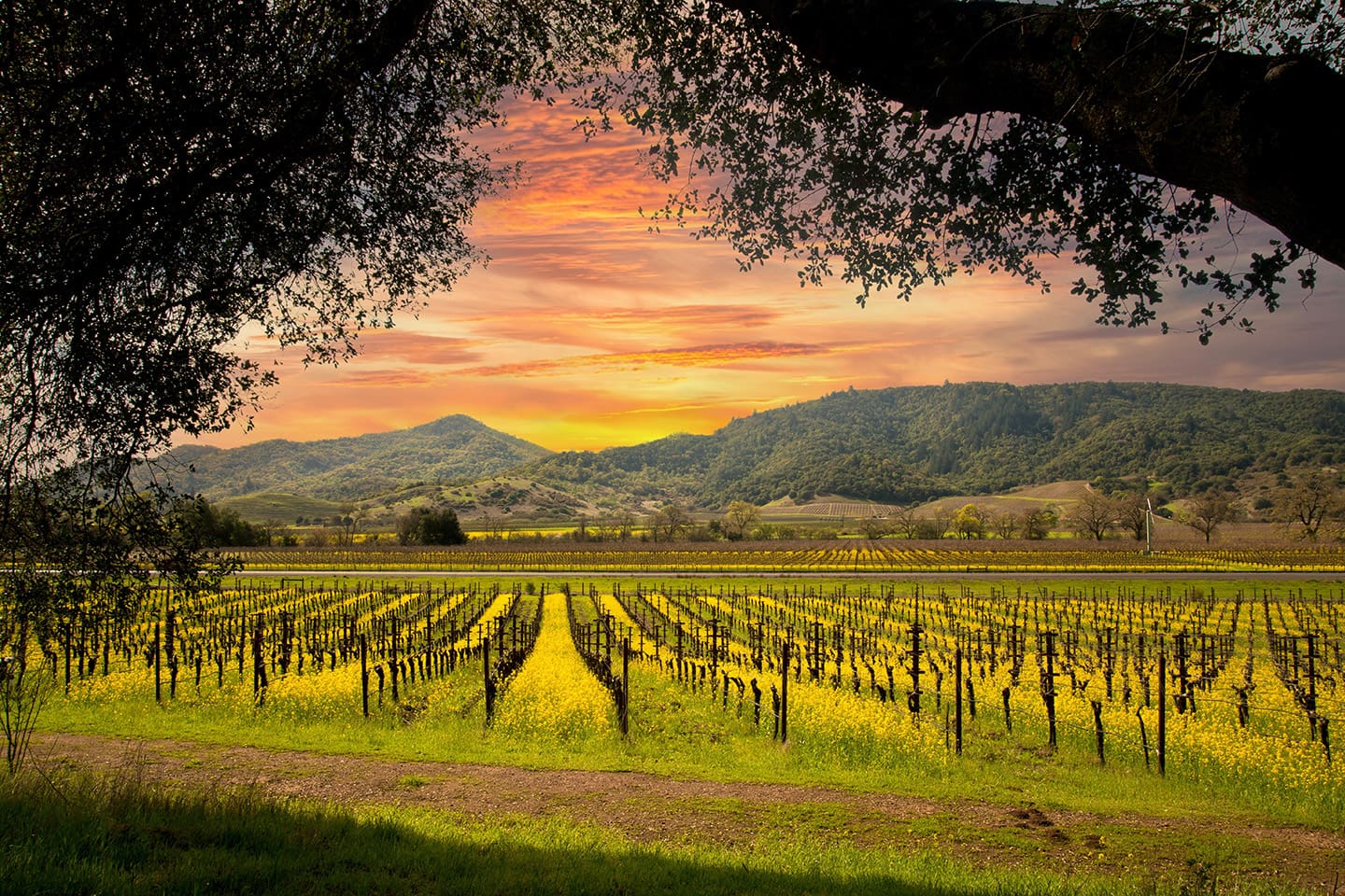 sustentabilidad_California_wines_2 California Wines está redefiniendo la industria del vino.