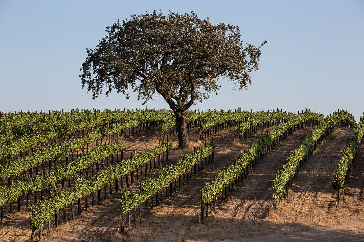 sustentabilidad_California_wines_4 Cuenta con programas de certificación de sostenibilidad.