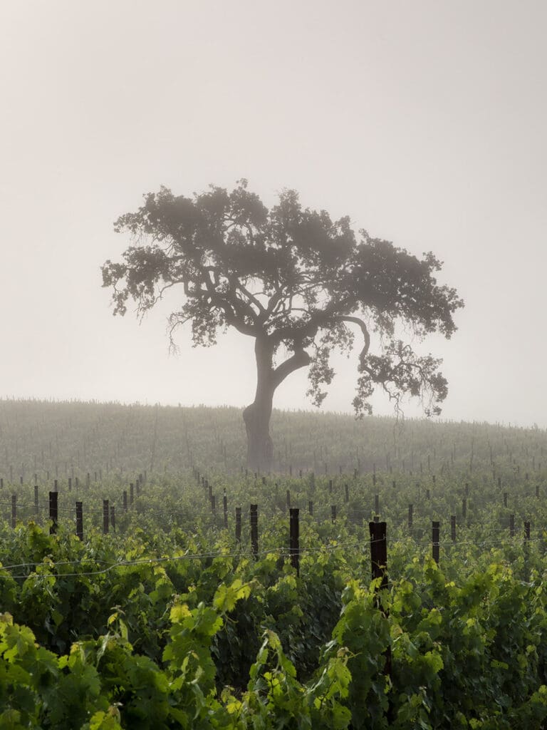 sustentabilidad_California_wines_7 Pequeños cambios pueden generar grandes resultados.