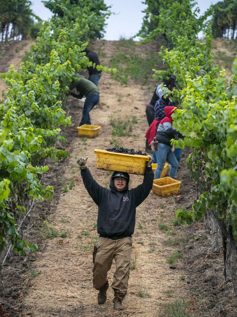sustentabilidad_California_wines_8 El cuidado también se refleja en la calidad de las uvas.