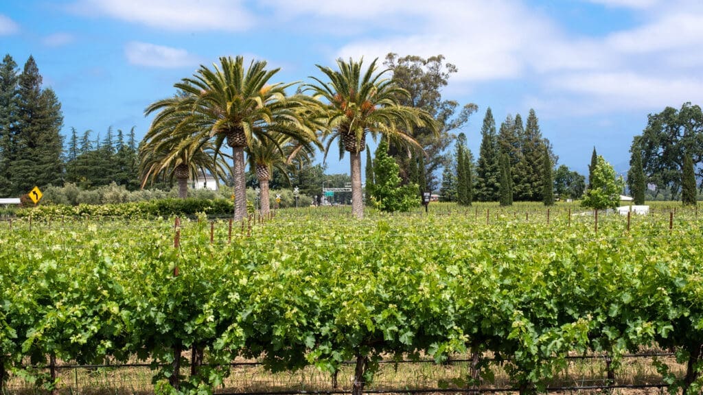 California Wines: el futuro del vino se escribe con sostenibilidad