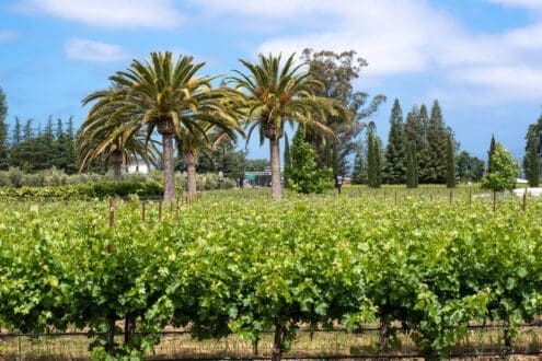 California Wines: el futuro del vino se escribe con sostenibilidad
