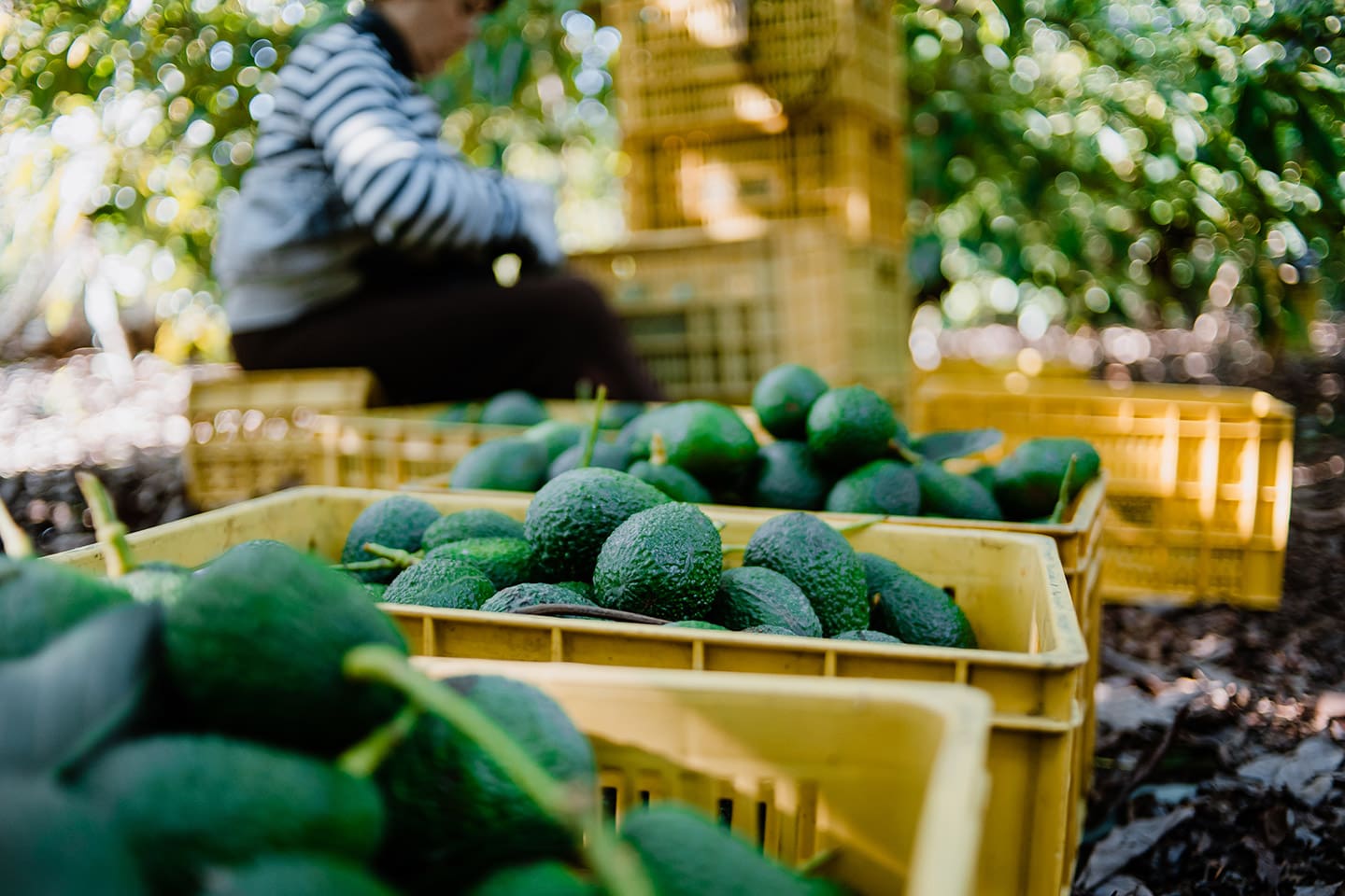 Aguacate_Franja_Michoacán_1