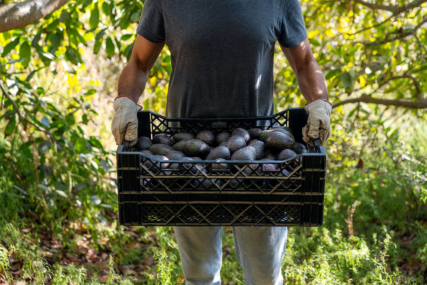 Aguacate_Franja_Michoacán_2