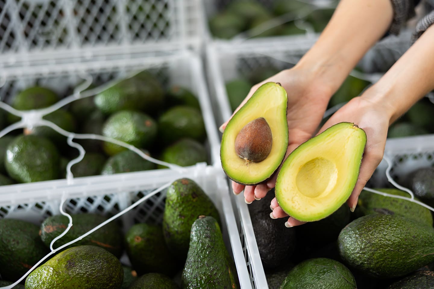 Aguacate_Franja_Michoacán_3