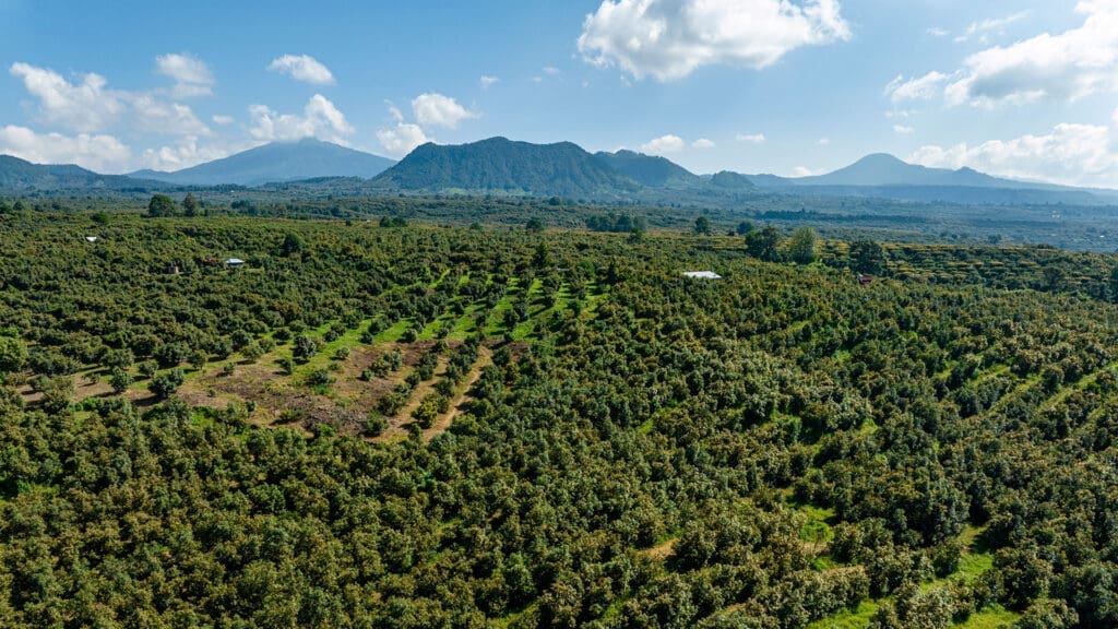 El aguacate de Michoacán ya es patrimonio protegido, te contamos por qué