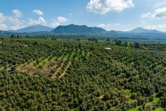 El aguacate de Michoacán ya es patrimonio protegido, te contamos por qué
