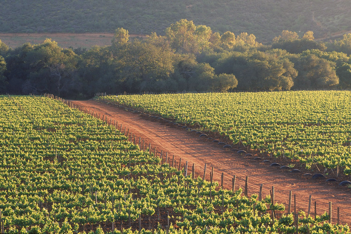 bodegas cetto