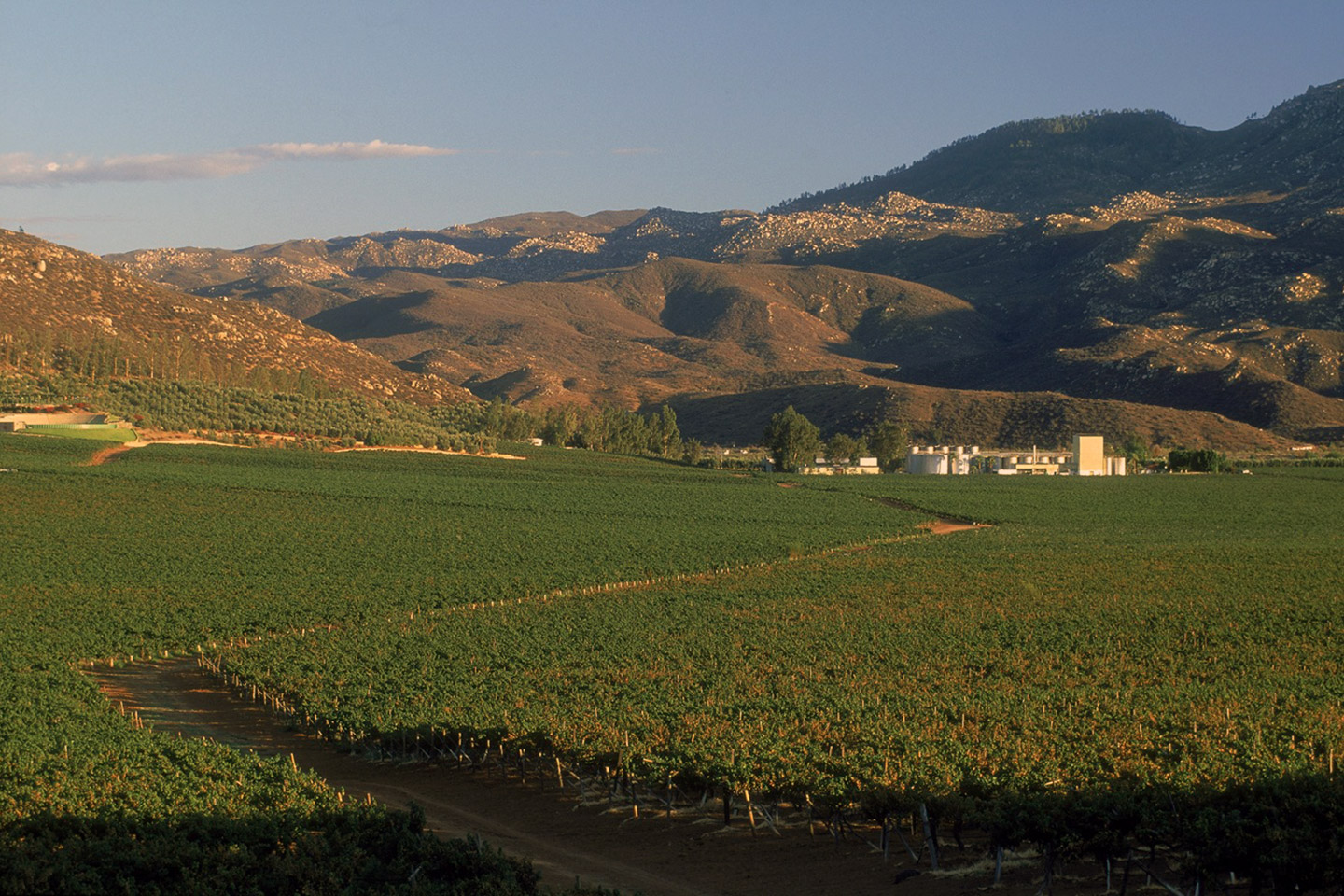 bodegas cetto