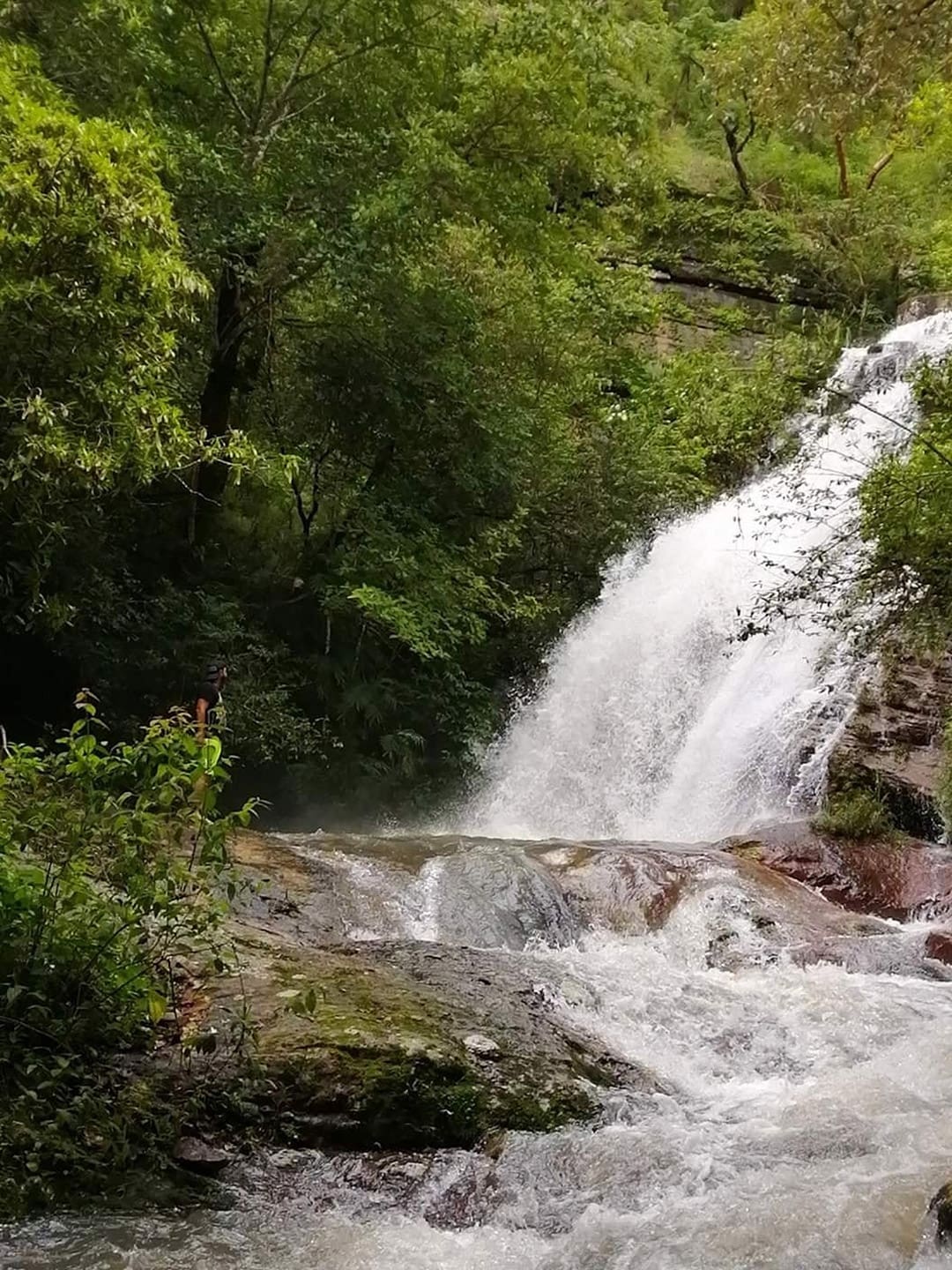 Los bosques recuperan su follaje.
