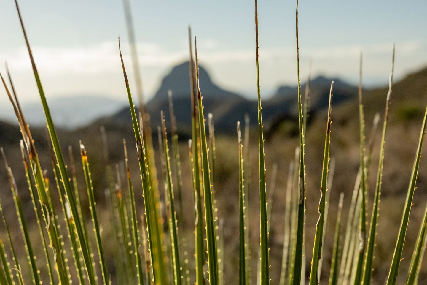 Sotol_2