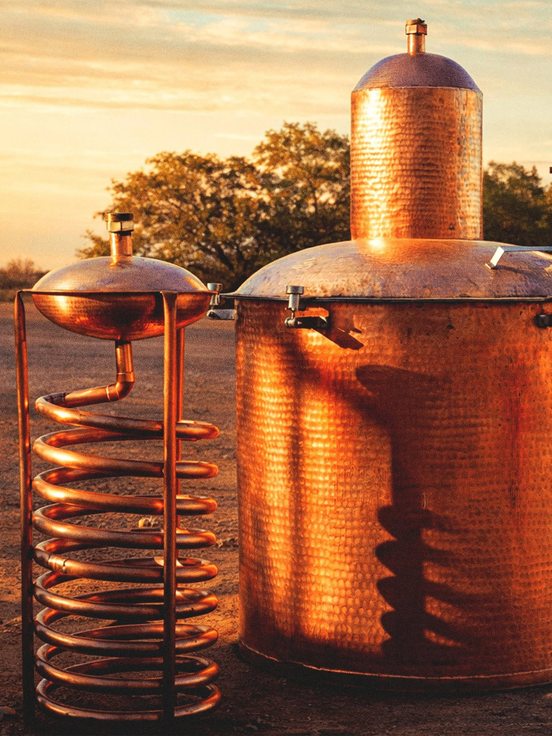 Sotol_4