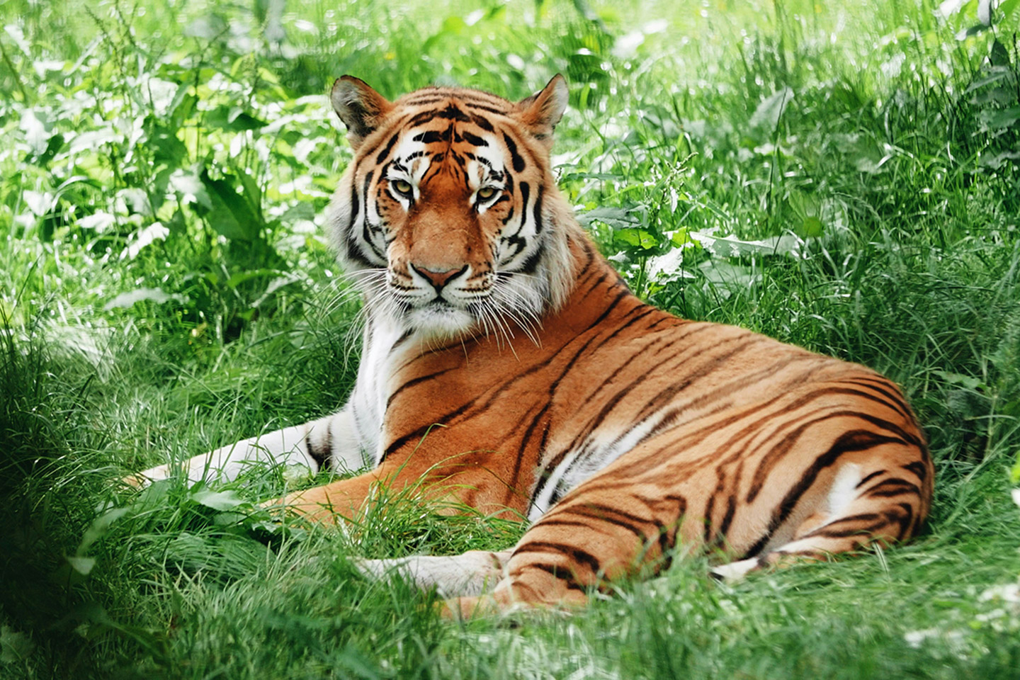 Tigre_1 tigre